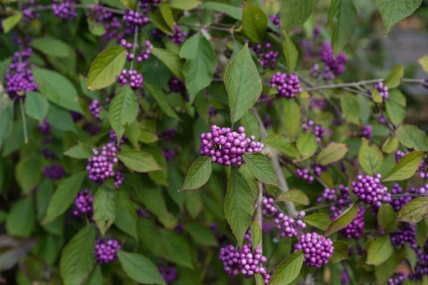 Yaşlı berry olgunlaşmış meyve Sambucus Adoxaceae adoxa mor