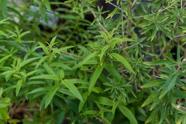 Bubble Gum Plant Lippia Polystacha Close Leaf Garden — Stock Photo, Image