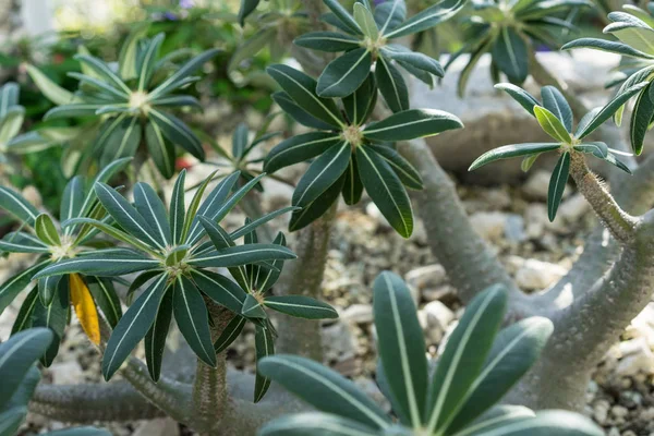 pachypodium etli rosulatum taş zeminde, yakın çekim
