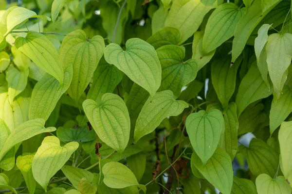 Hoja Planta Color Verde Claro Dioscorea Basiclavicaulis Patrón —  Fotos de Stock