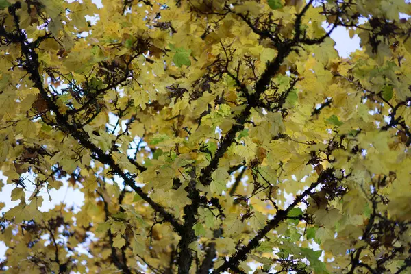Árvore Amarela Outono Estação Parque — Fotografia de Stock