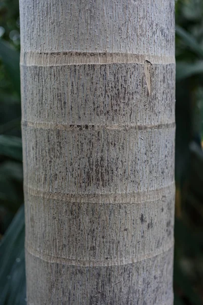 ağaç gövdesi roystonea regia palmiye yakın çekim