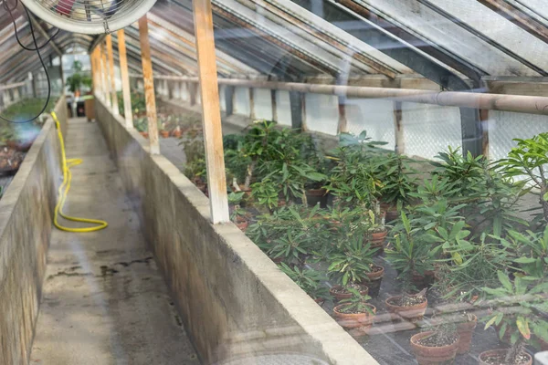 Растения Растущие Зеленом Доме Ботаники Оконная Крыша — стоковое фото
