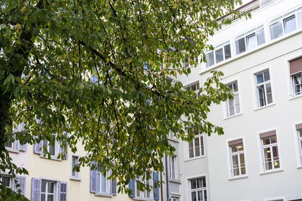 ağaç beyaz saray mimarisi kentsel sahne önünde