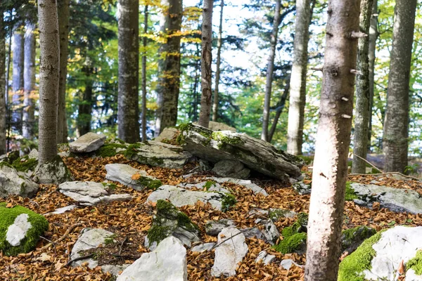 Scène Forêt Avec Mousse Pierres Brun Laissent Sol Couvert — Photo