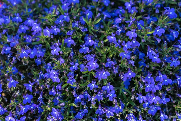 Violette Blumen Hintergrund Muster Design Draufsicht — Stockfoto