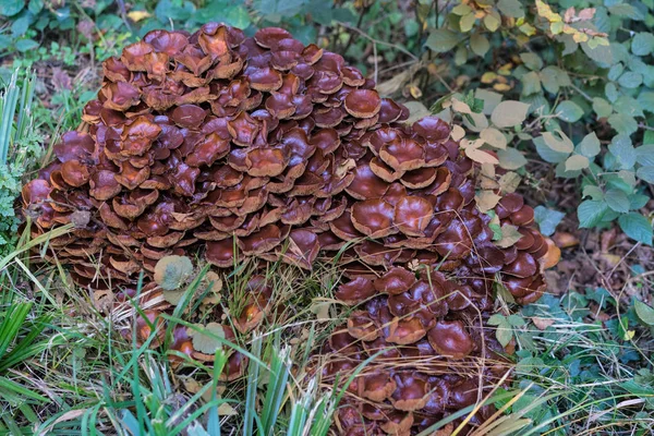 Stor Brun Svamp Kultur Skogen Närbild Makro Visa — Stockfoto