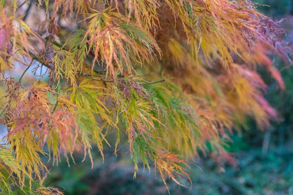 Árvore Com Folhas Vermelhas Outono Close Macro Vista — Fotografia de Stock