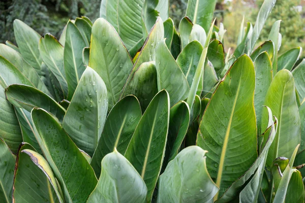 küçük yağmur damlaları ile büyük yeşil yaprak görünümü kapatın