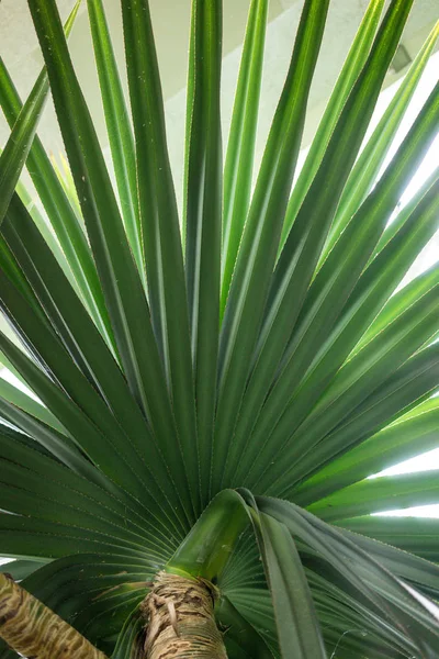 Blad Madagaskar Skruv Träd Pandanus Utilis — Stockfoto