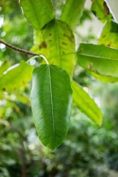 Kauçuk ağacı ficus yaprak andrew Dutgiller