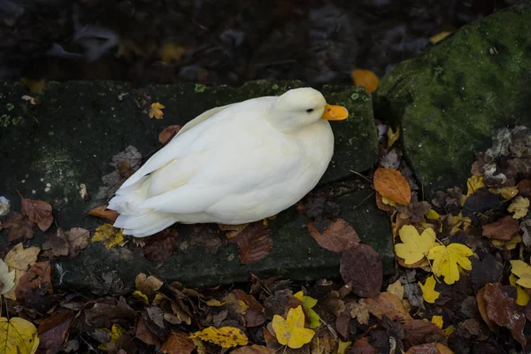 Vit Anka Floden Stranden Med Höstlöv Och Vatten — Stockfoto