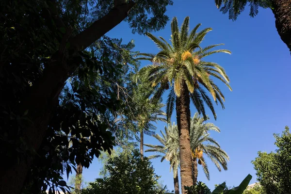 Palme Garten Mit Blauem Himmel Hintergrund Afrika — Stockfoto