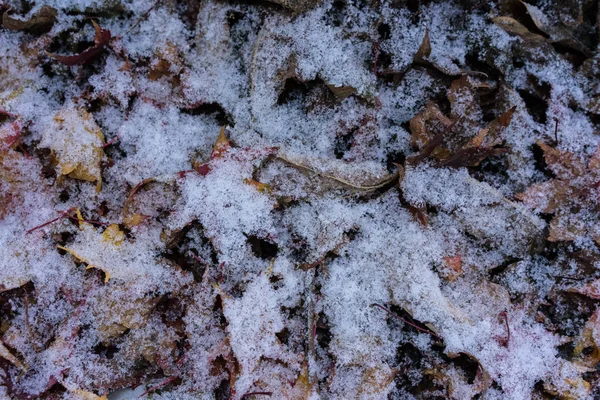 Hojas Arce Japonés Cubiertas Nieve Suelo —  Fotos de Stock