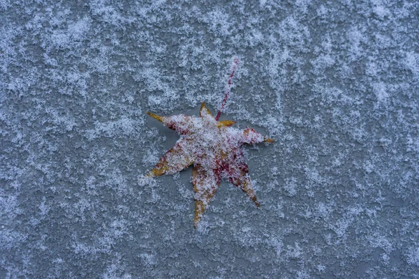 Hoja Arce Congelada Suelo Invierno Con Nieve —  Fotos de Stock