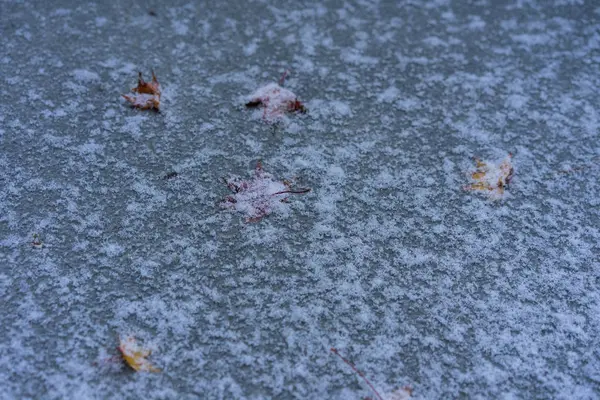 Feuille Érable Congelée Sol Hiver Avec Neige — Photo