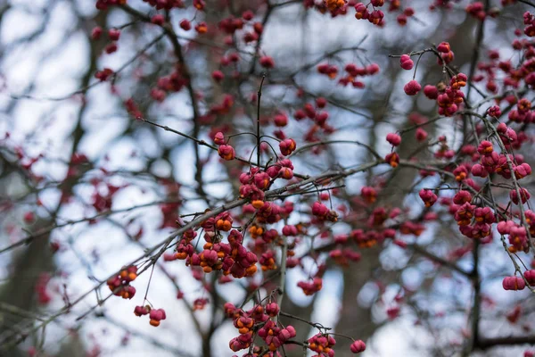 Red Berry Plant Close Winter Autumn Season — Stock Photo, Image