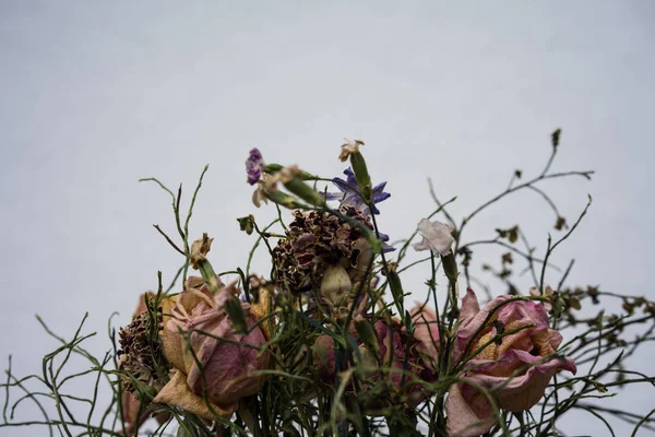 solmuş çiçek buketi kuru gül ile yakın çekim