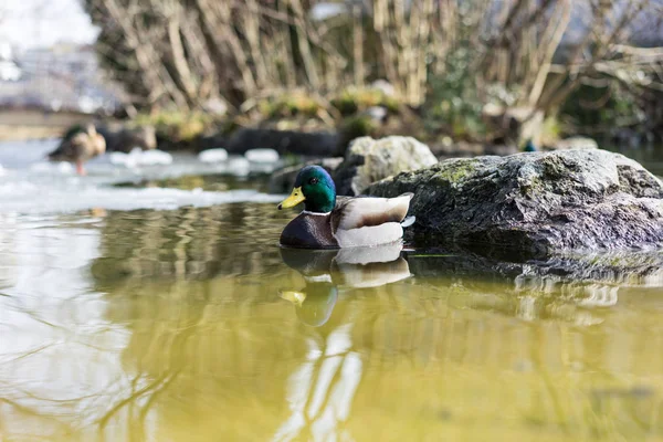 Mallard duck, mallard anas platyrhynchos, with green head in pond