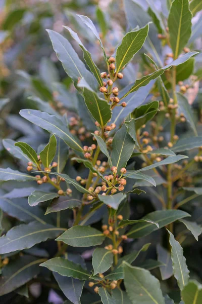 Close Laurus Nobilis Lauraceae Mediterranean Plant — Stock Photo, Image