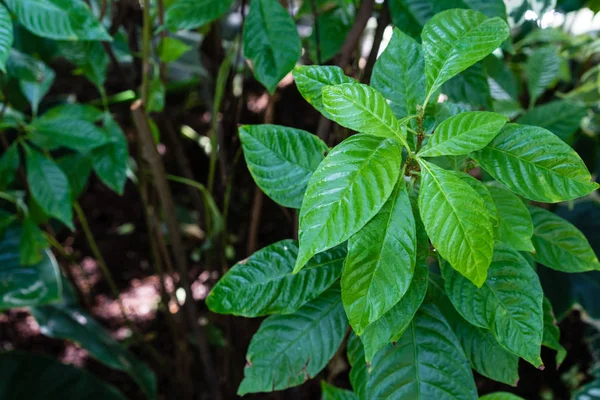 kök, vahşi kahve, psychotria nervoza rubiaceae Kuzey Amerika'dan kırma canlı yeşil yaprakları