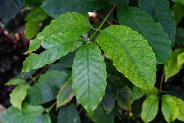 Coffea arabica rubiaceae bitki Doğu Afrika yeşil yaprakları ile
