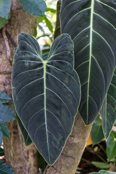 Folha Grande Árvore Salsicha Kigelia Africana Bignoniaceae África Ocidental — Fotografia de Stock