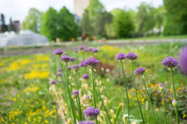taraxum officinale çiçek sahada mor kara hindiba