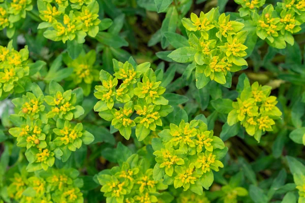 Frontansicht Von Bindkraut Convolvulus Tricolor Aus Portugal Ideal Für Pflanzenhintergrund — Stockfoto