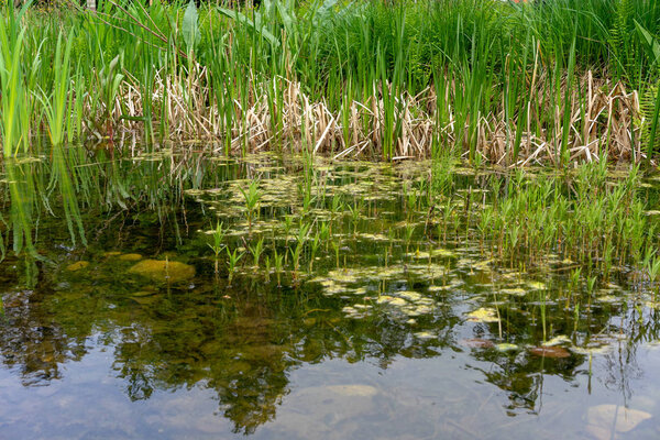 close up view of natural swamp with green plants and algae