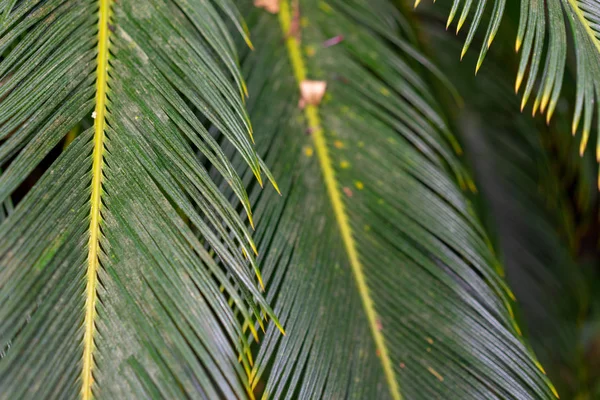 Abstrakt Lövmönster Närbild Utsikt Från Tropiska Palm Tree — Stockfoto