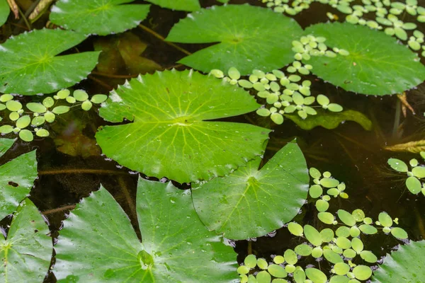 Différentes Feuilles Nénuphar Vert Avec Différentes Tailles Pour Fond — Photo