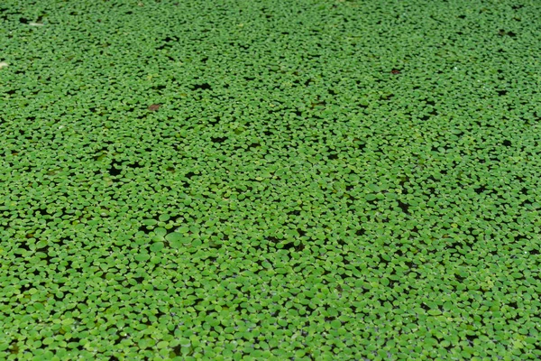 gölet tamamen su tesisi ile kaplıdır