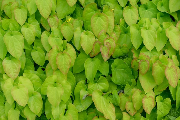 Barrenwort Rostlina Listy Pro Pozadí Návrhu Epimedium Pinnatum Kavkazu — Stock fotografie