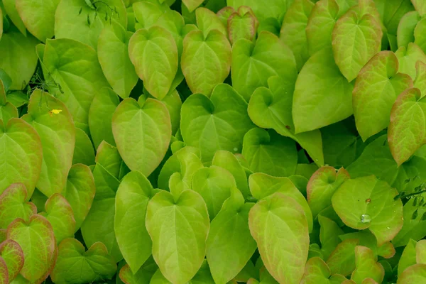 arka plan tasarımı, epimedium pinnatum Kafkasya üzerinden için Barrenwort bitki yaprakları