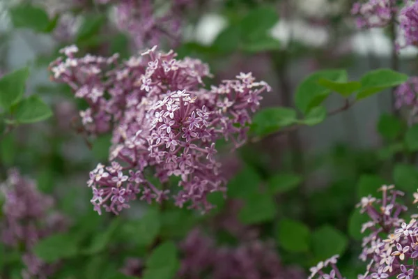 Cüce Kore Leylak ağacı çiçek yakın çekim