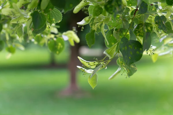 koyu ve açık yeşil yaprakları park görünümünü kapat