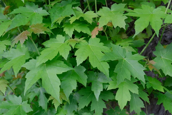 植物灌木上各种大叶形态的研究 — 图库照片