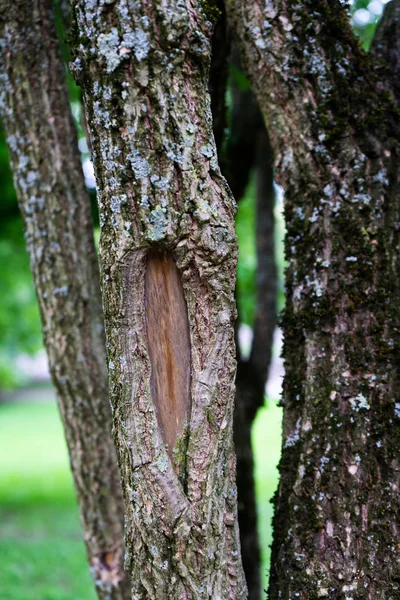 Piękne Stare Drzewa Stały Odkryty Parku Ciemnobrązowego Drewna — Zdjęcie stockowe