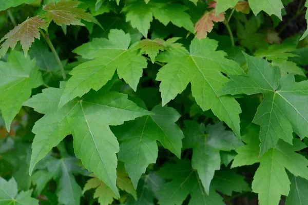 Pattern Various Big Leaves Plant Bush — Stock Photo, Image