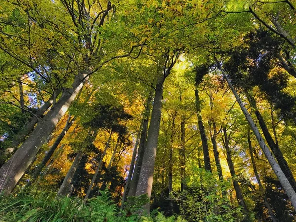 Arbres Forêt Vue Faible Angle Lumière Soleil — Photo