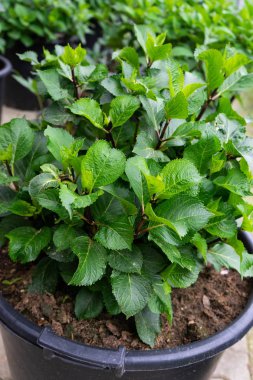 üst üste satmaya hazır Saksı bitkiler