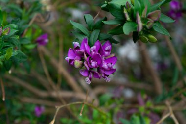 Mor polygala myrtifolia grandiflora çiçek bahar
