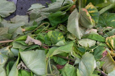 Bitkilerin kesme yaprakları israfı