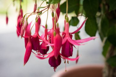 Kırmızı Fuşya çiçek, Fuşya çeşitlerin onagraceae olarak da bilinen bayanlar eardrop çiçeklenme