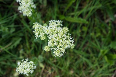 yaşlı bitki yeşil arka plana sahip beyaz, yakın çekim