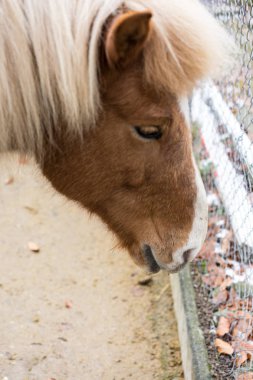 sarışın at baş görünümü kapatın