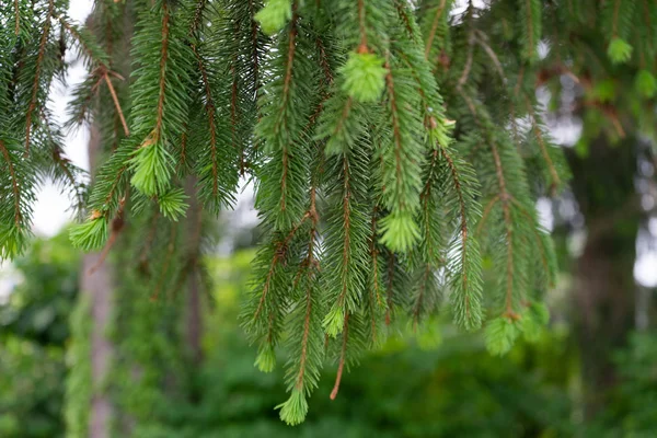 Branch of fir with pine needles hanging from tree — Stock Photo, Image