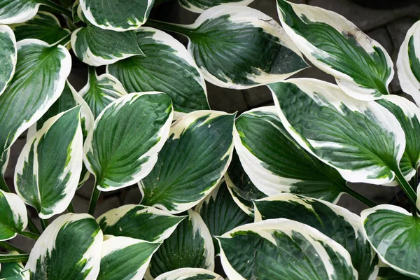 Kreativt layout af grønne og hvide blade, natur baggrund - Stock-foto