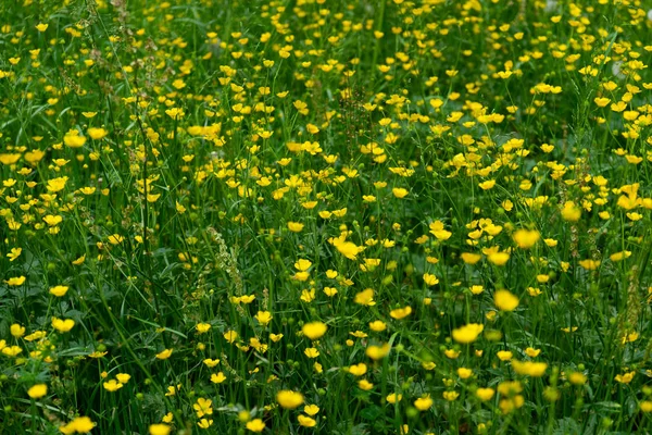 Löwenzahnfeld mit kleinen gelben Blüten — Stockfoto